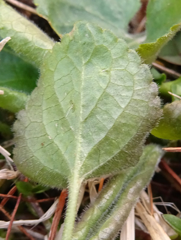 Viola odorata - Violaceae